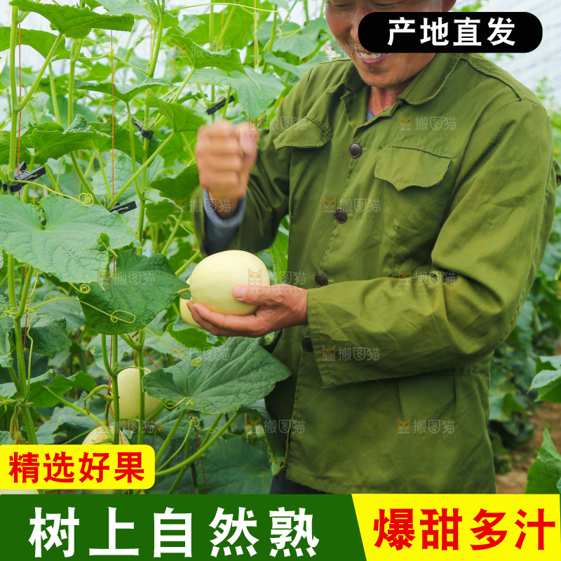 大棚阎良甜瓜种植基地