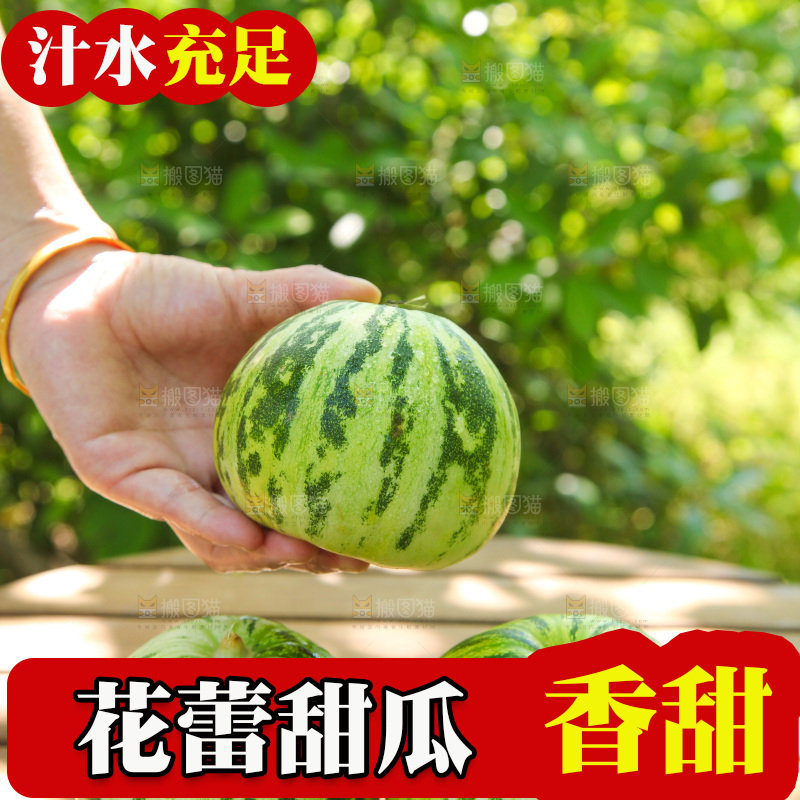 手里拿着八里香瓜