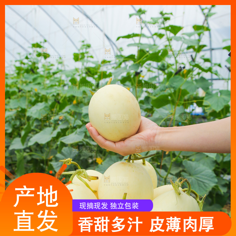 手里拿着甜瓜