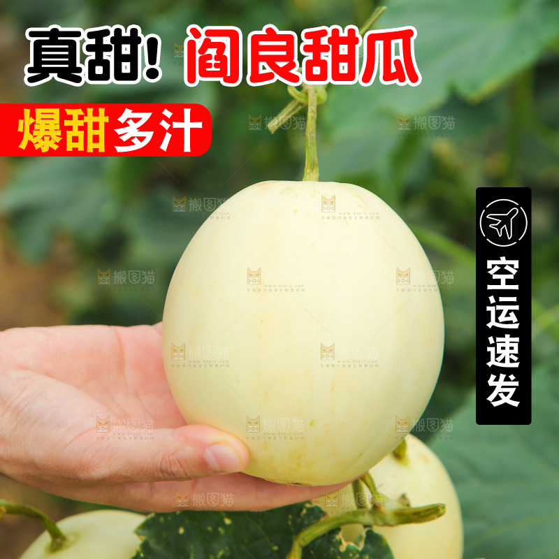 手里拿着阎良甜瓜