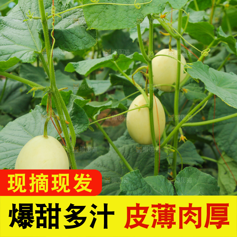 阎良甜瓜种植基地