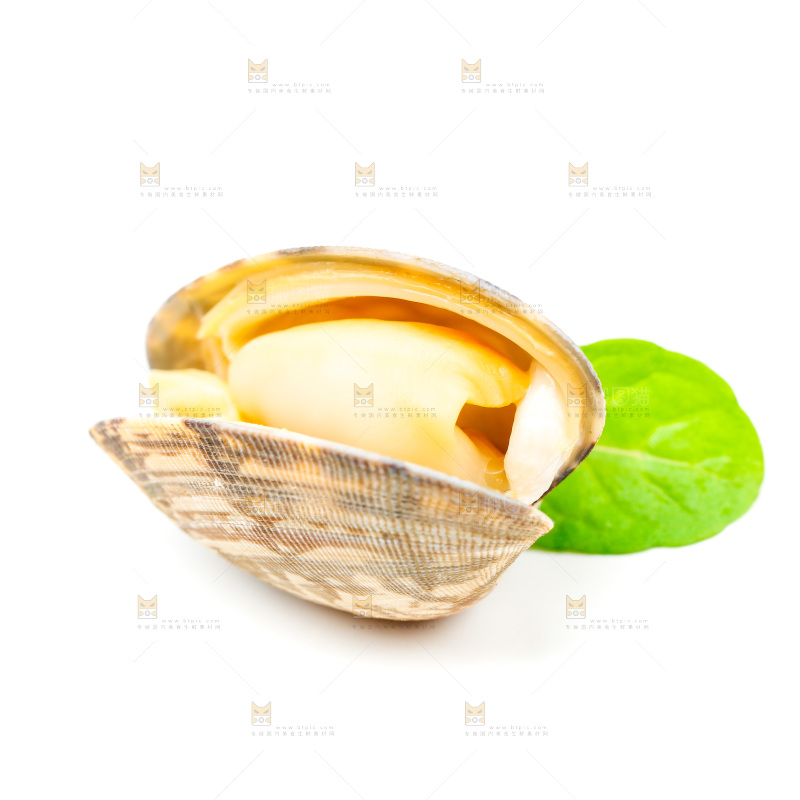 白底上放着蛤蜊