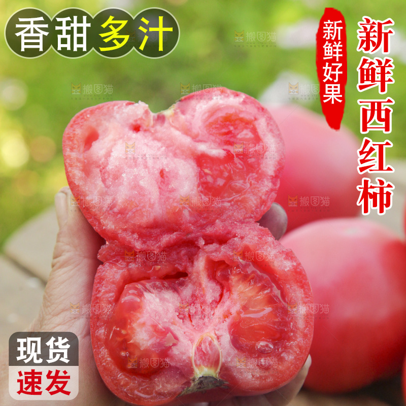 手里拿着沙瓤番茄