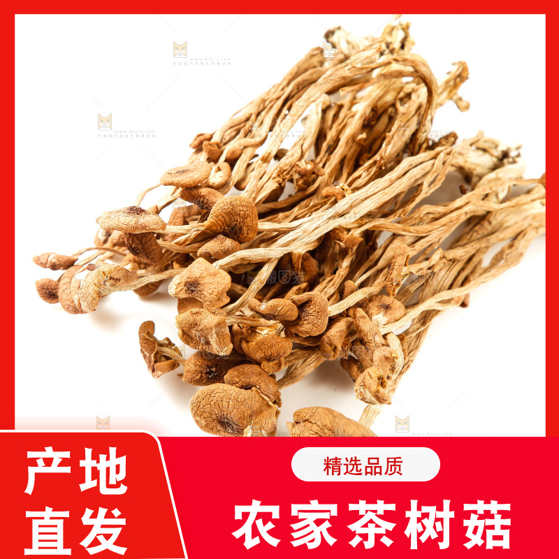 白底上的茶树菇