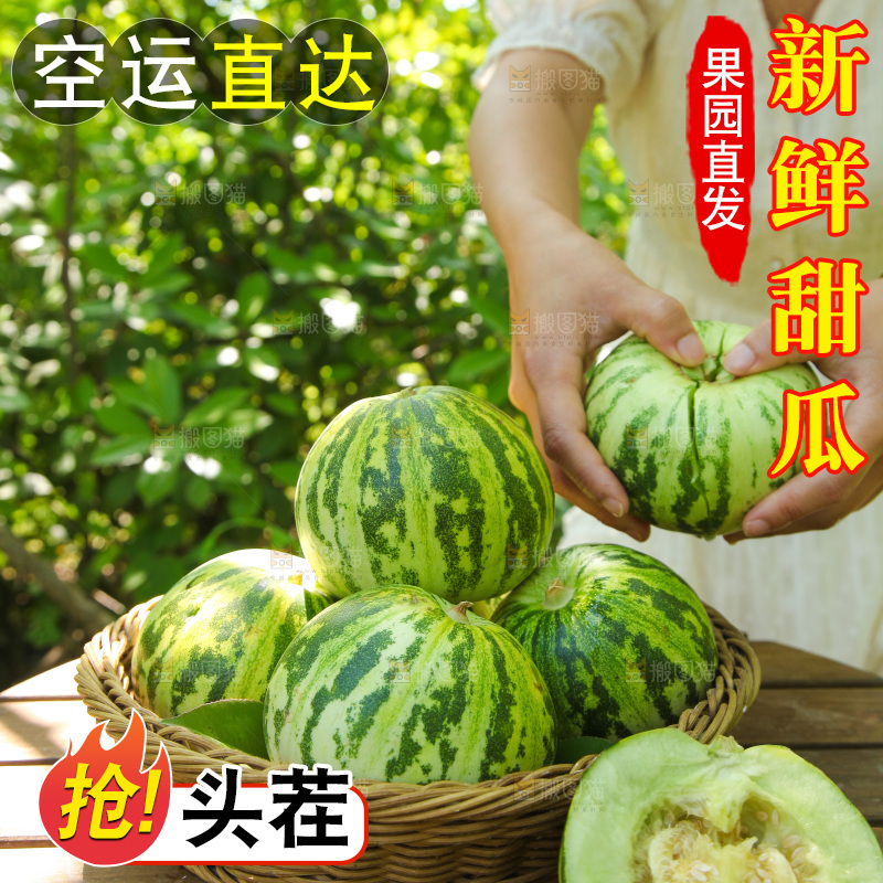 手里掰着花蕾甜瓜