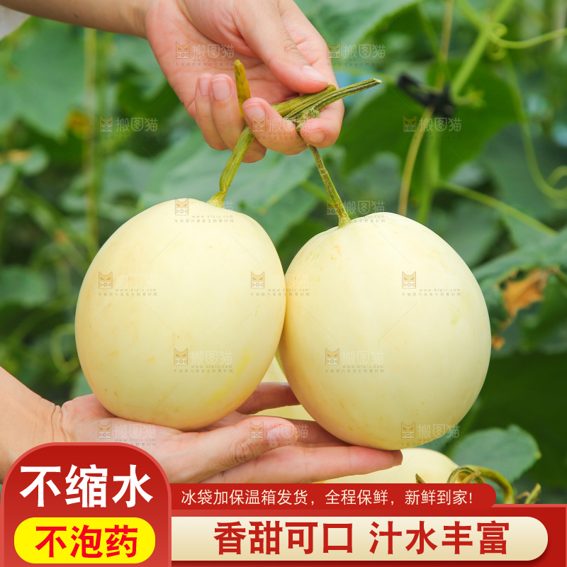 手里拿着阎良甜瓜