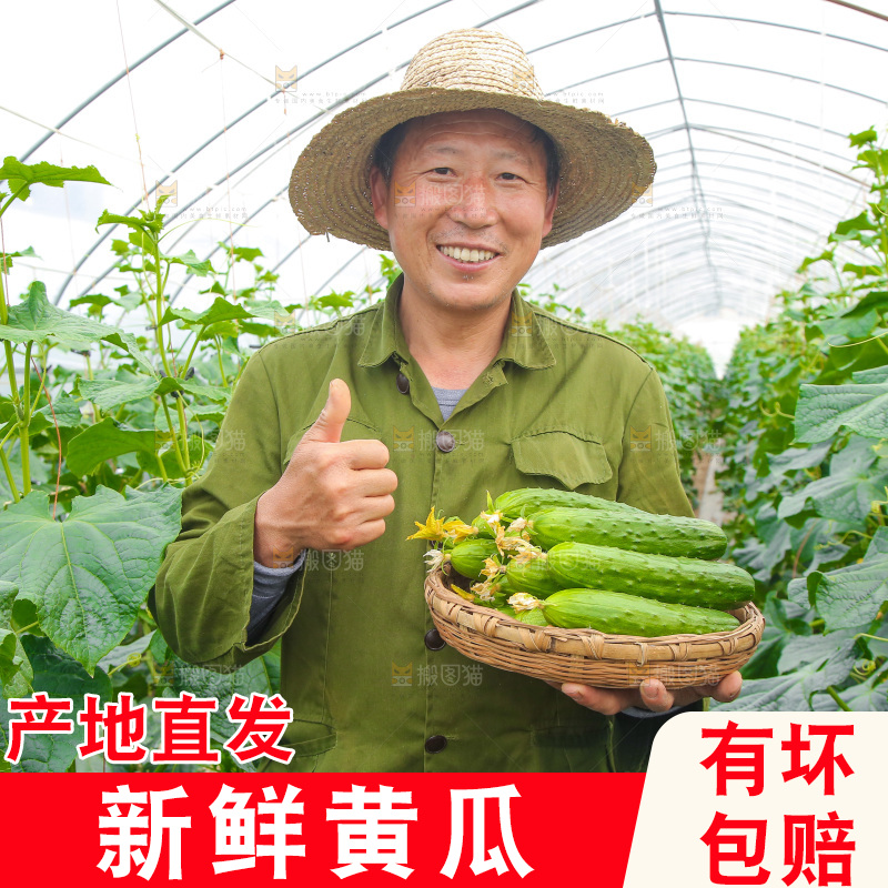 手里端着一篮刺黄瓜