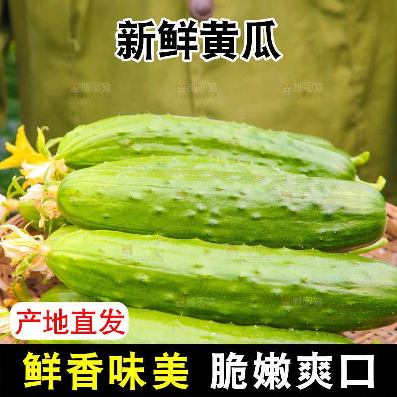 手里端着一篮刺黄瓜
