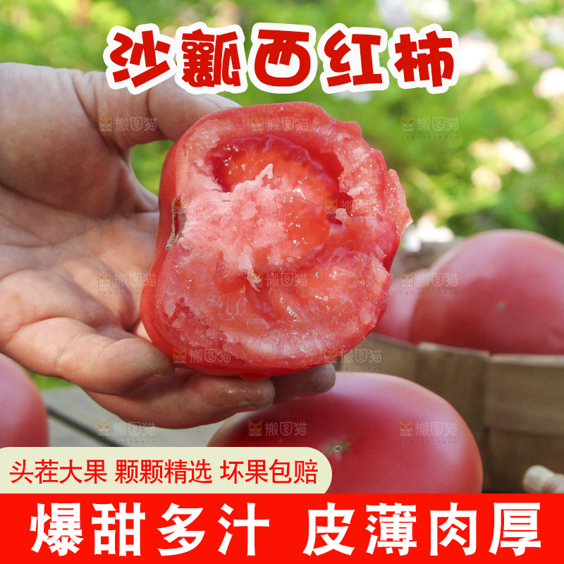 手里拿着沙瓤番茄