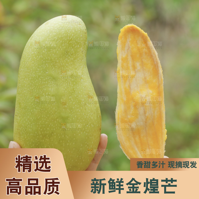 金煌芒和芒果核对比
