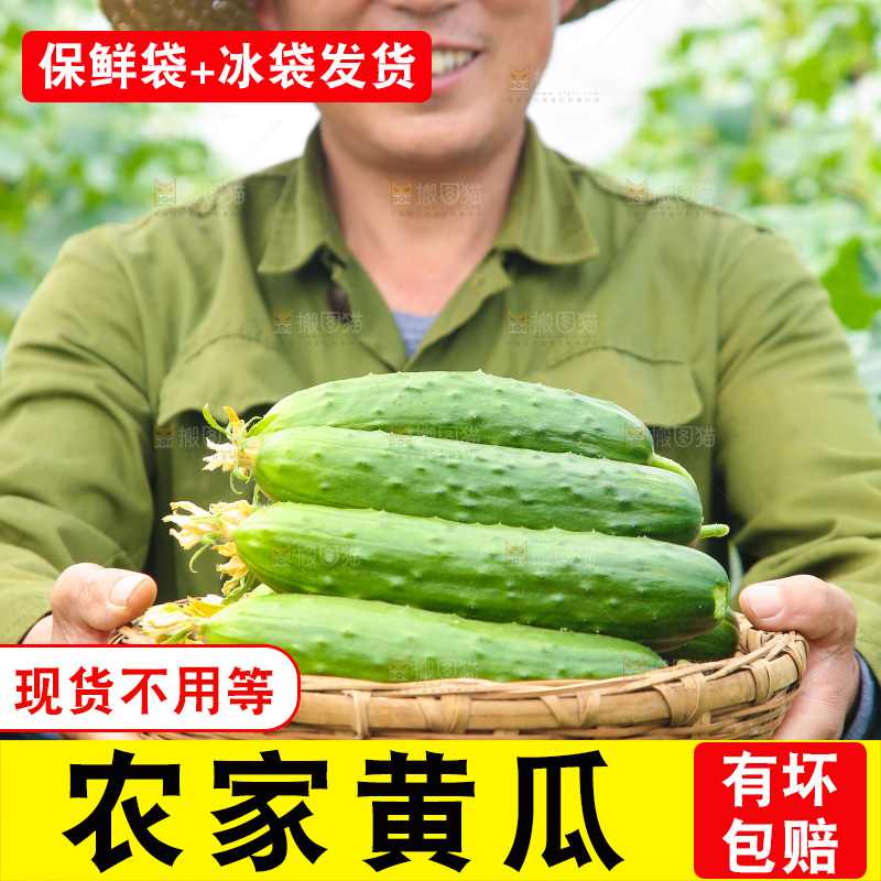 手里端着一篮刺黄瓜