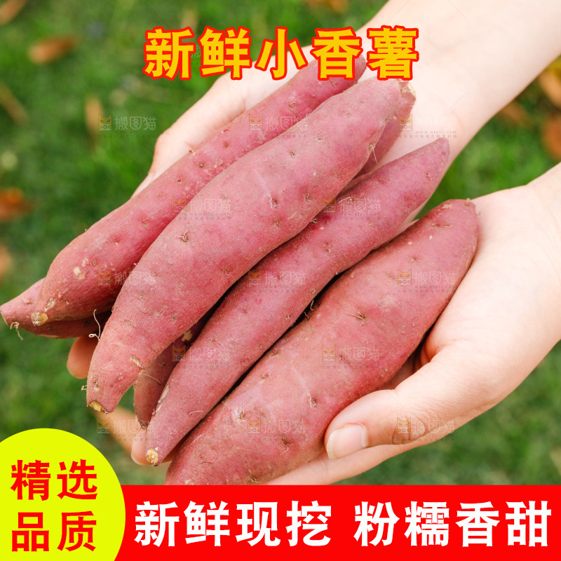 手里捧着天目山小香薯