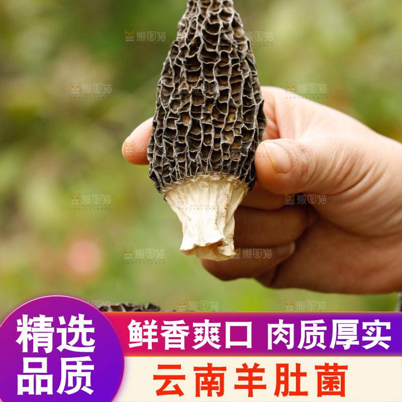 手里拿着羊肚菌