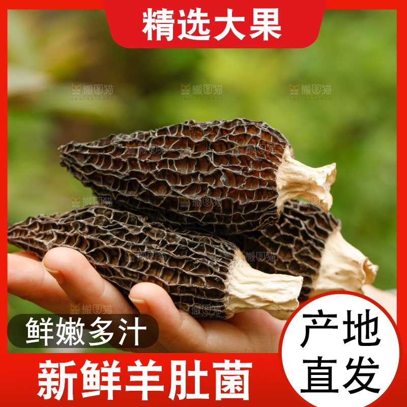手里拿着羊肚菌