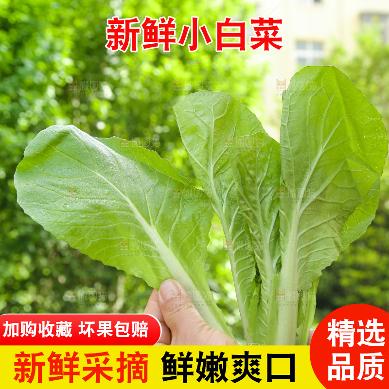 手里拿着奶油小白菜