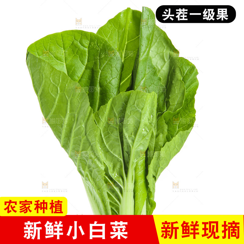 白底上的四季小白菜
