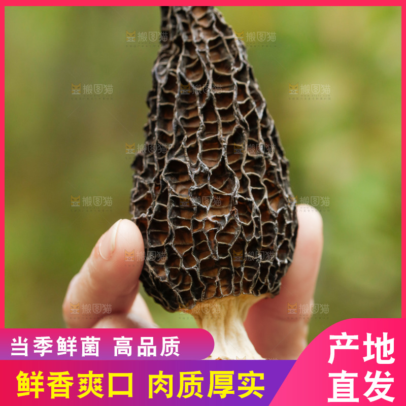 手里拿着羊肚菌