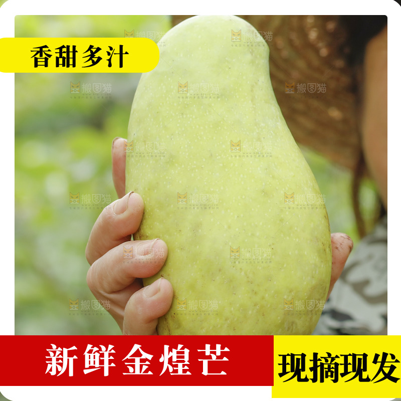 手里拿着大金煌芒