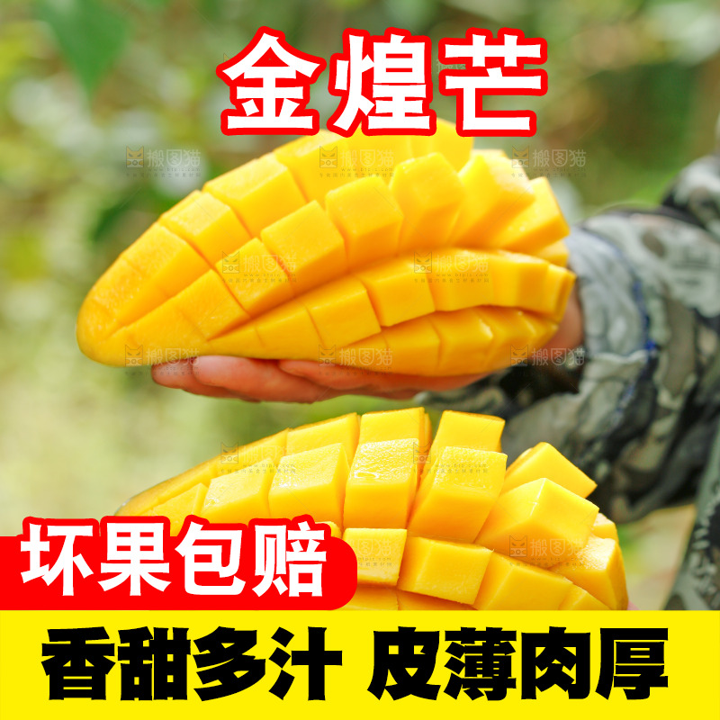 手里拿着金煌芒果肉