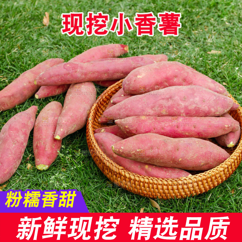 一篮天目山小香薯