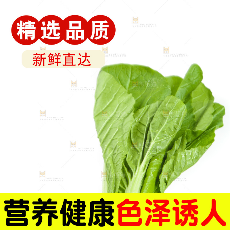 白底上的四季小白菜
