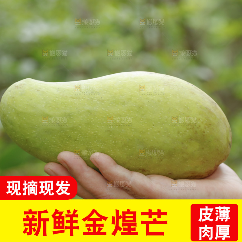 手里拿着大金煌芒