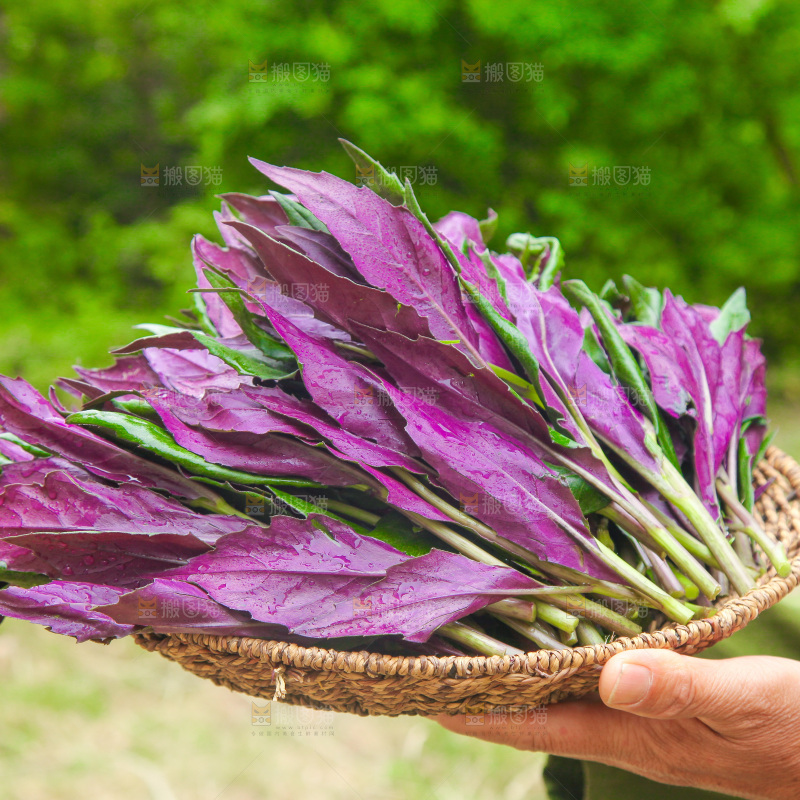 手里端着一篮天葵菜