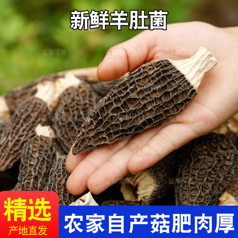 手里拿着羊肚菌