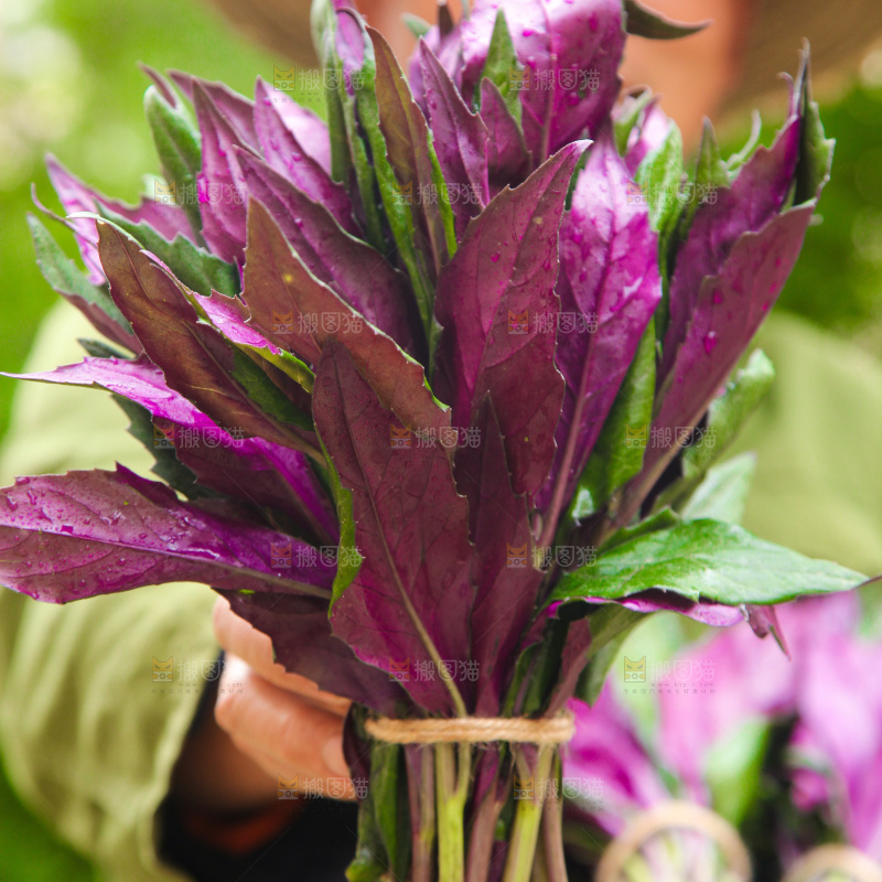 手里拿着紫背菜