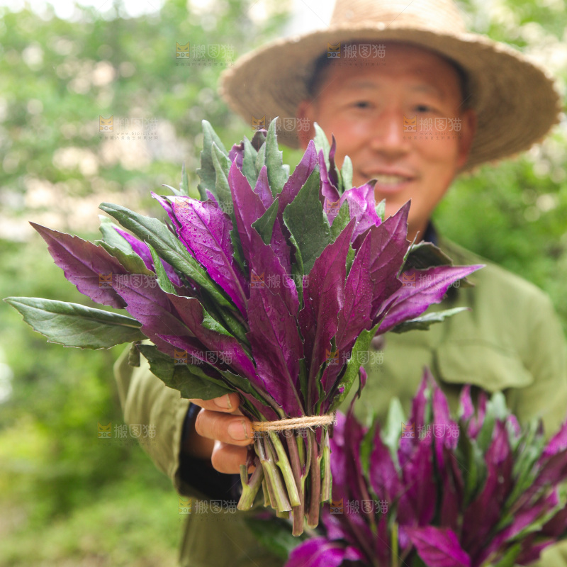 手里拿着紫背菜