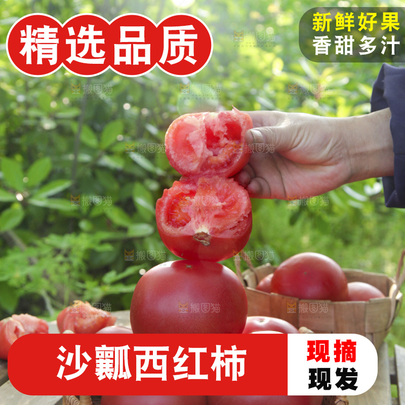 手里拿着沙瓤番茄