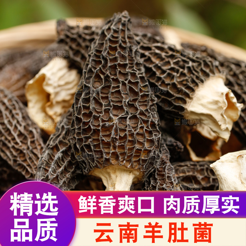 一篮山珍羊肚菌