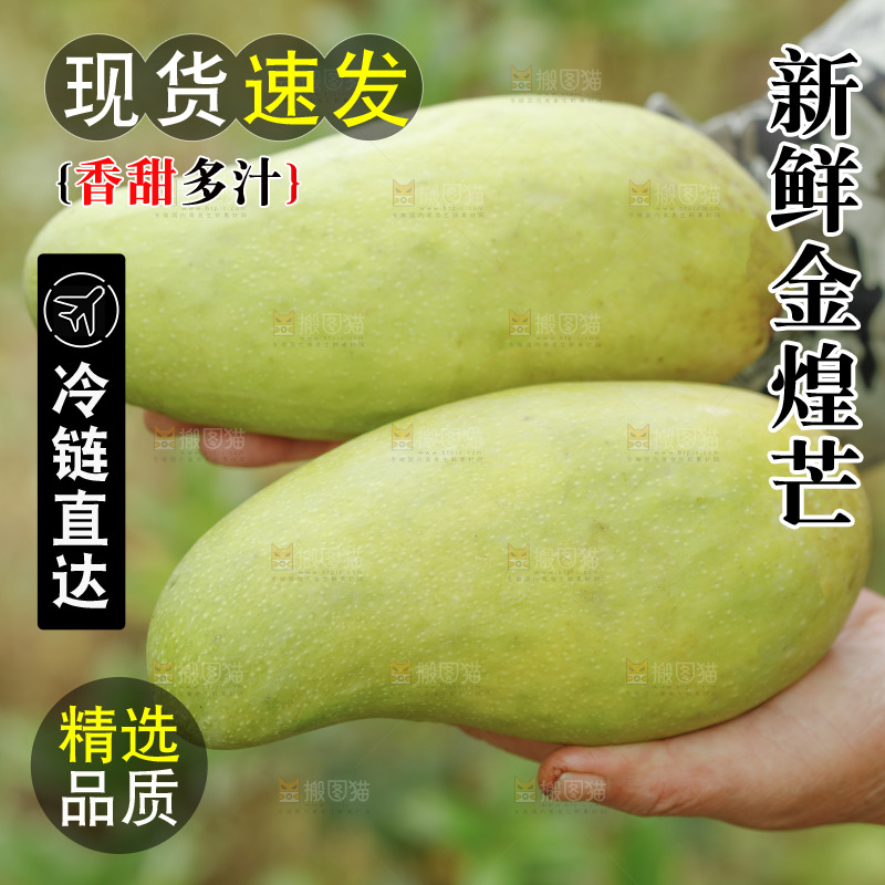 手里捧着青皮金煌芒