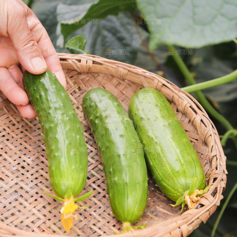 新鲜采摘黄瓜