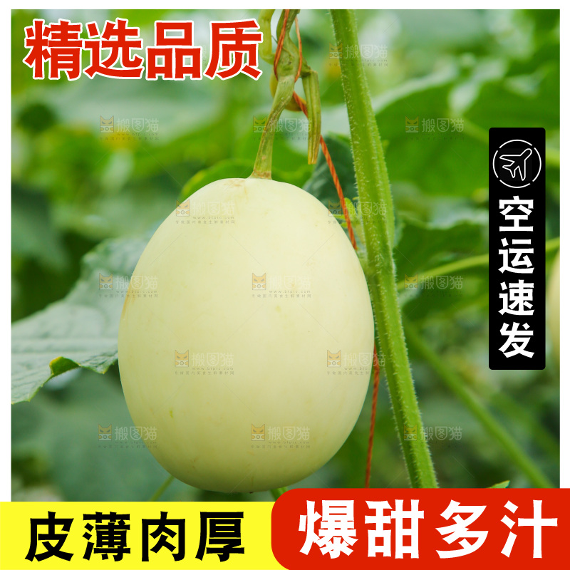 阎良甜瓜种植基地