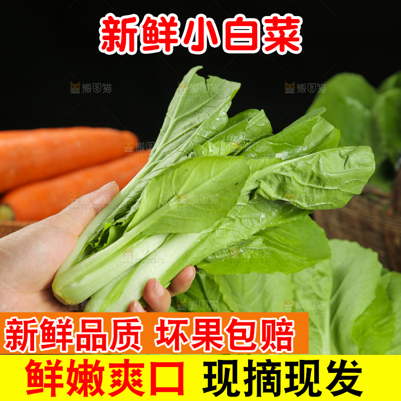 手里拿着杭白菜