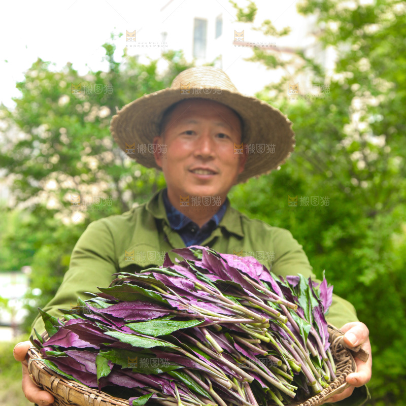 手里端着一篮紫背天葵
