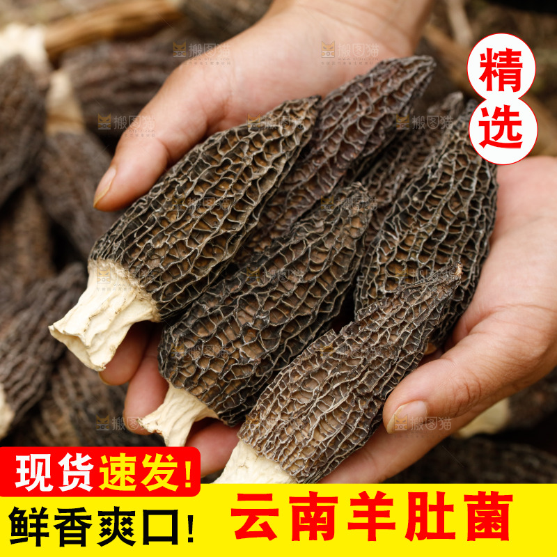 手里拿着羊肚菌