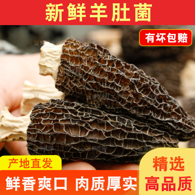 手里拿着羊肚菌
