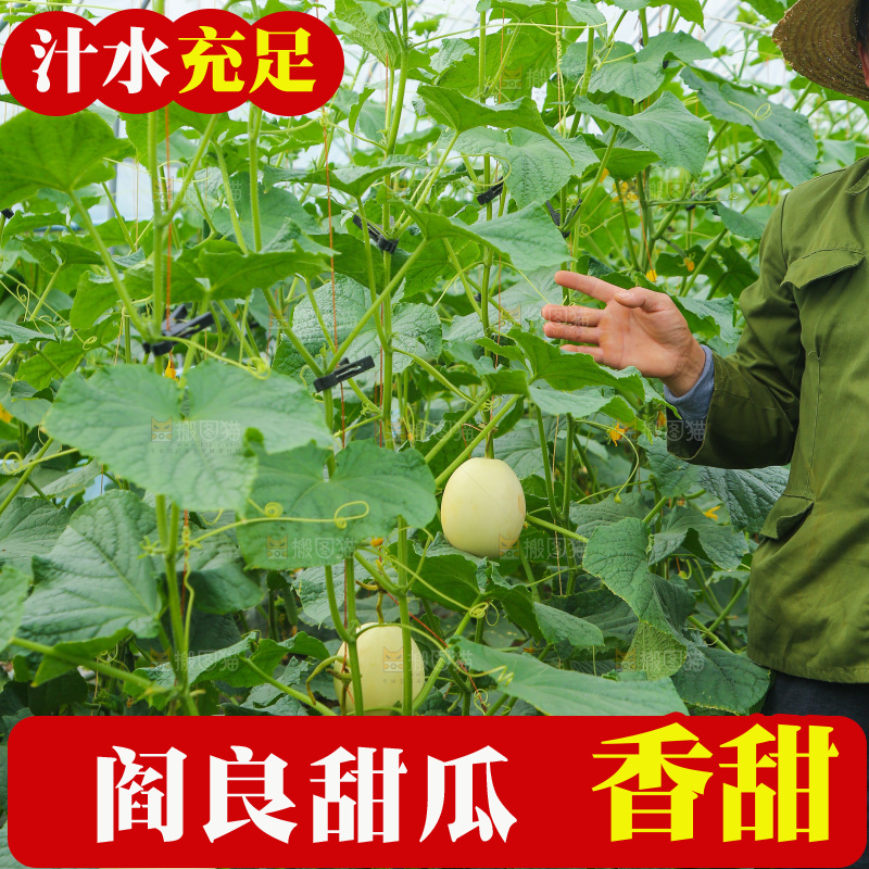 大棚阎良甜瓜种植基地