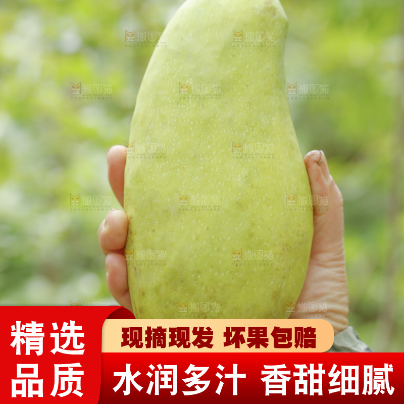 手里拿着大金煌芒