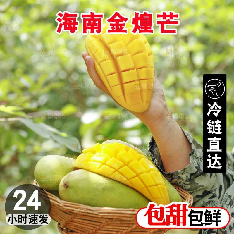手里端着一篮金煌芒