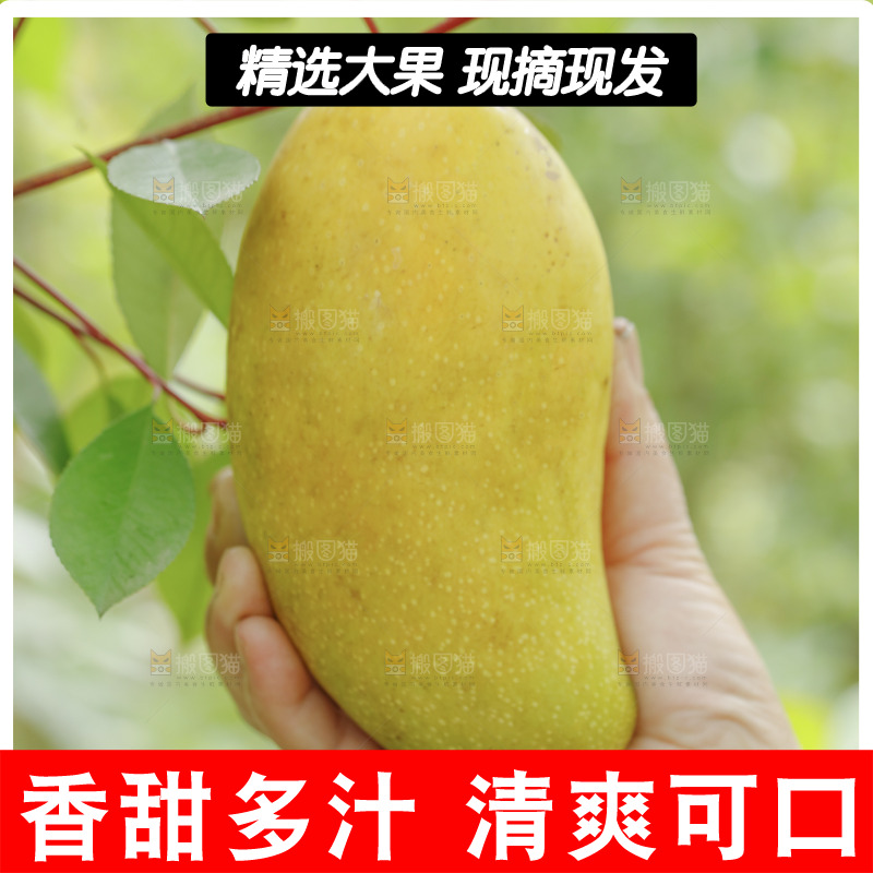 新鲜采摘金煌芒