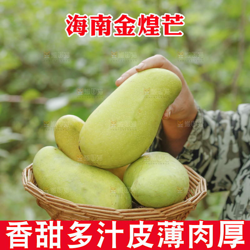 手里端着一篮金煌芒
