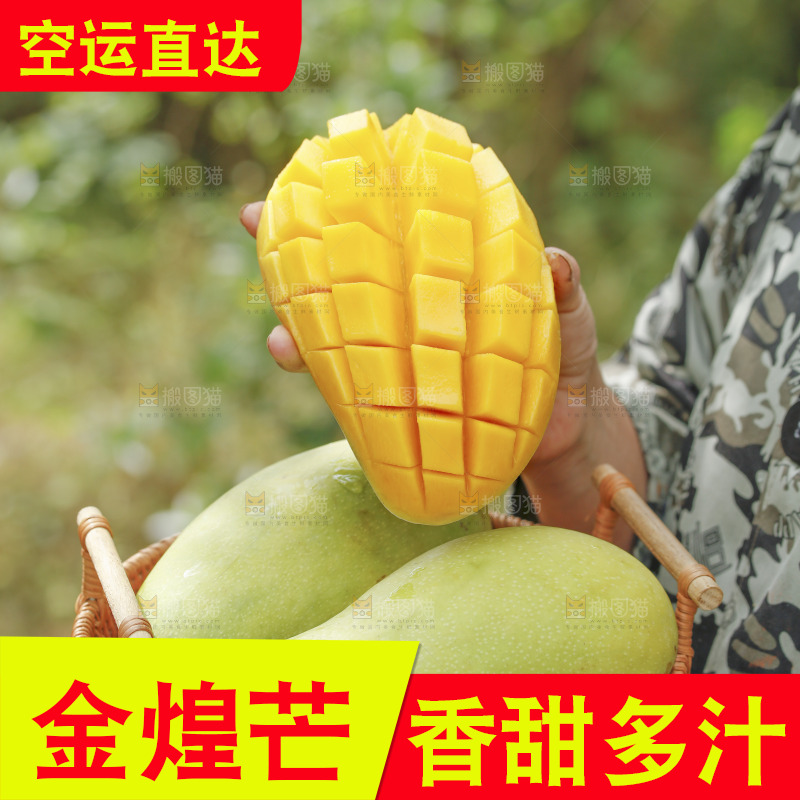 手里端着一篮金煌芒