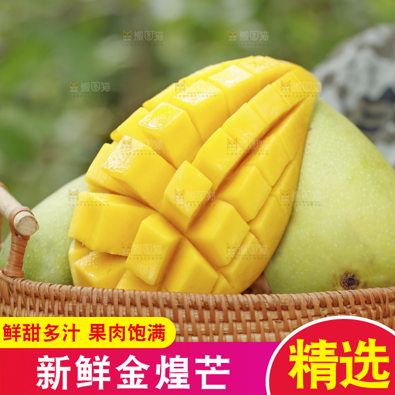 手里端着一篮金煌芒