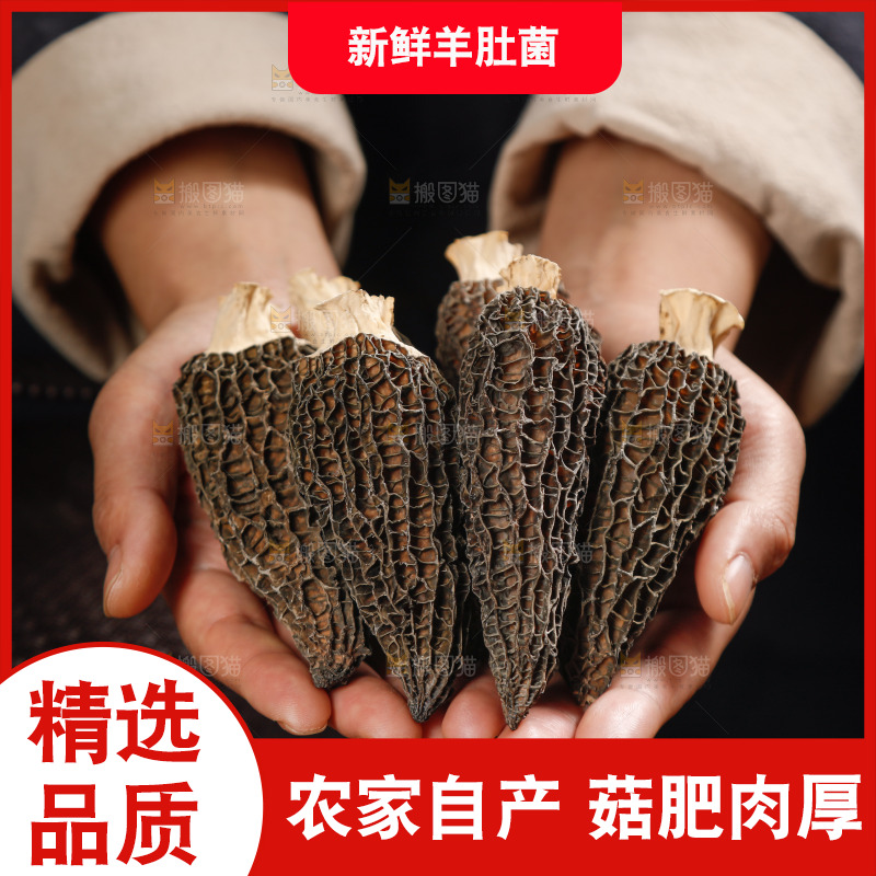手里捧着羊肚菇