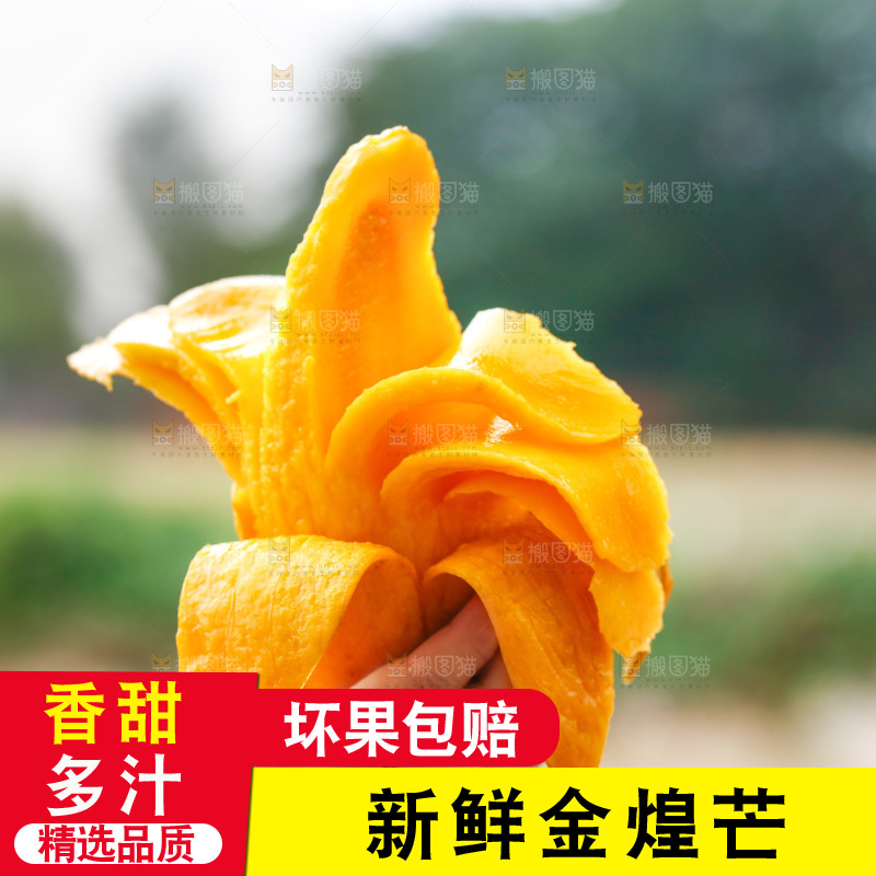 手里拿着水仙芒