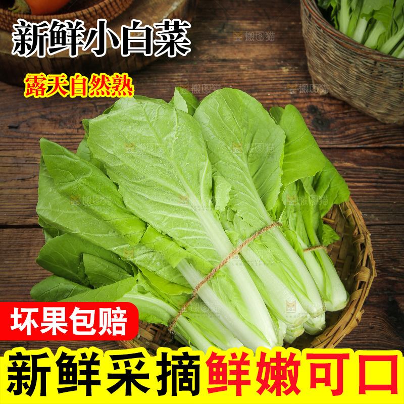 一篮小白菜