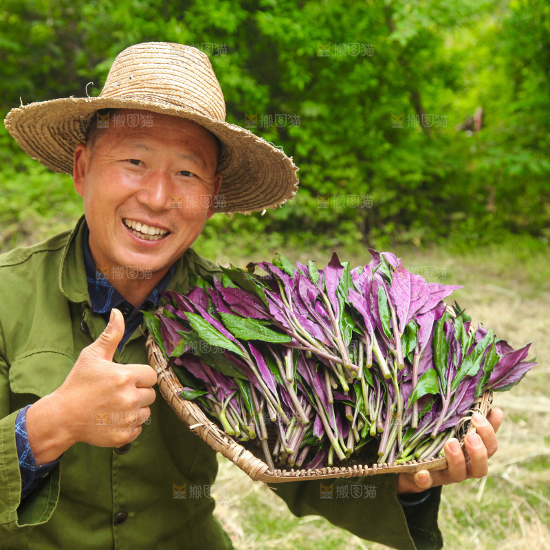 手里端着一篮紫背天葵